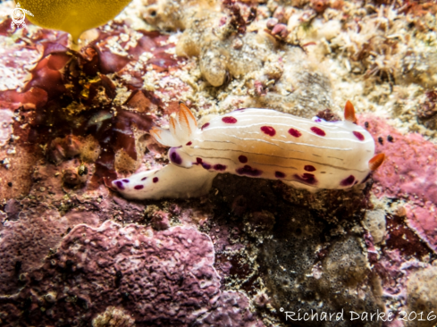 A Cape Dorid