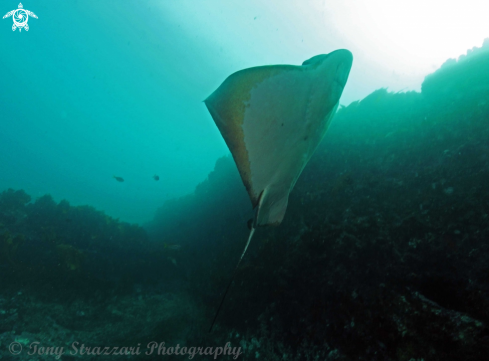 A Eagleray