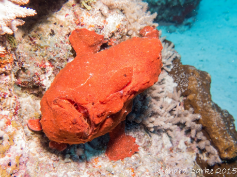 A Giant anglerfish