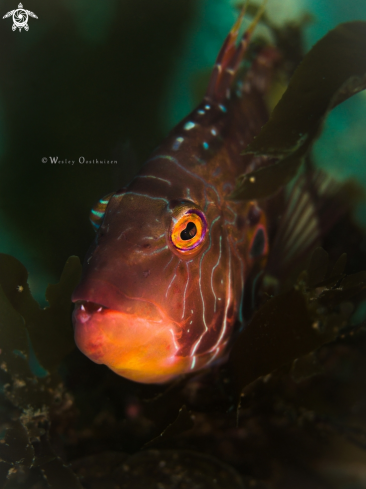 A Cocktail wrasse