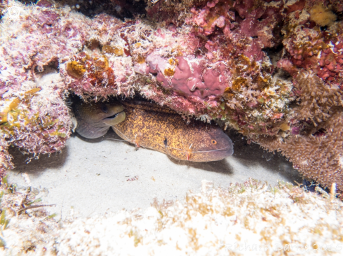 A Gymnothorax flavimarginatus | Yellow Edge Moray