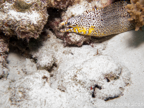 A Enchelycore pardalis | Dragon Moray