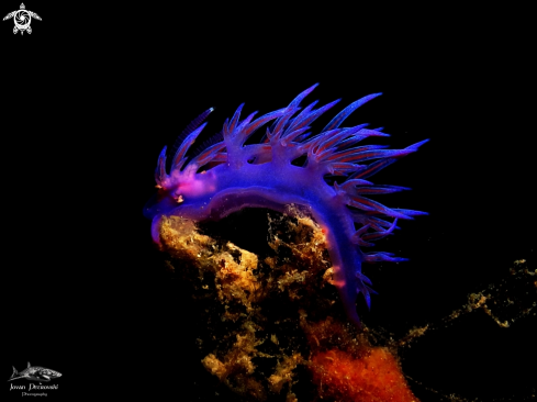 A Purple flabelina.