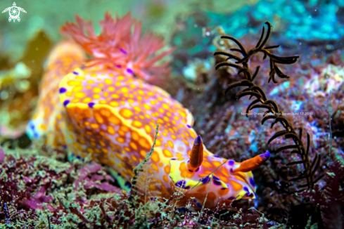 A nudi