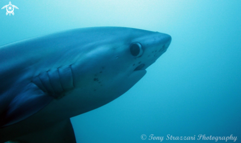 A Alopias pelagicus | Thresher shark