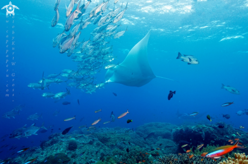 A Manta Ray