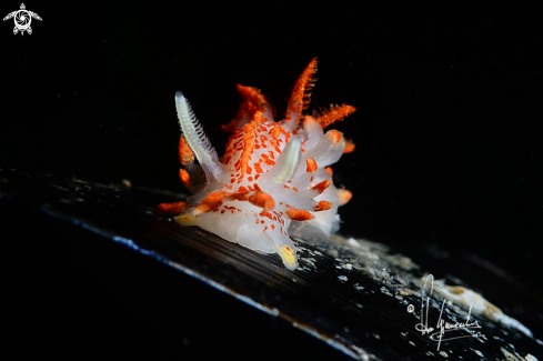 A Okenia mediterranea | Okenia