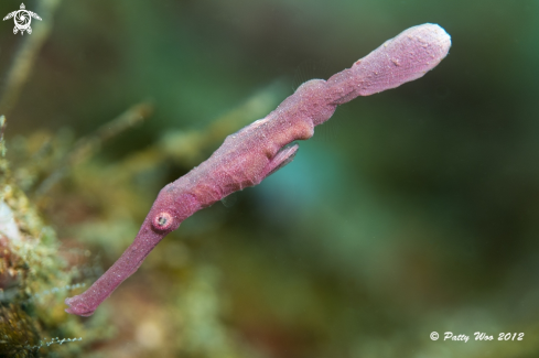 A Velvet Ghost Pipefish