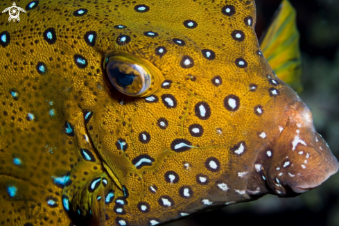 A boxfish