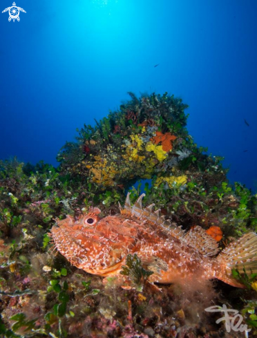 A scorpion fish