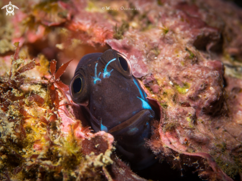 A Ecsenius namiyei | Black Combtooth Blenny