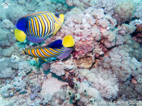 A Regal Angelfish