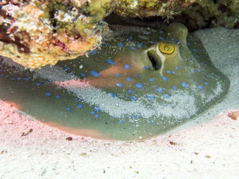 A Bluespotted Ribbontail Ray