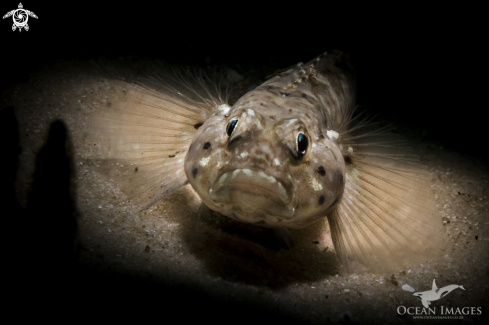 A Barehead Goby