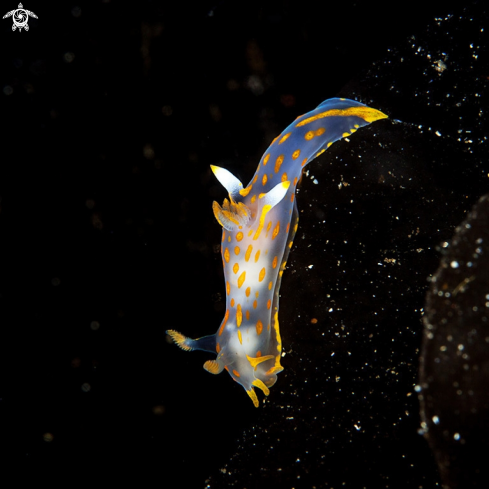 A Polycera quadrilineata | Polycera quadrilineata