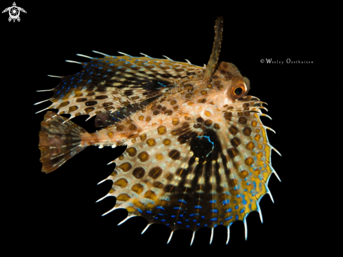 A Oriental flying gurnard