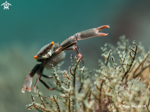 A Black Coral Crab