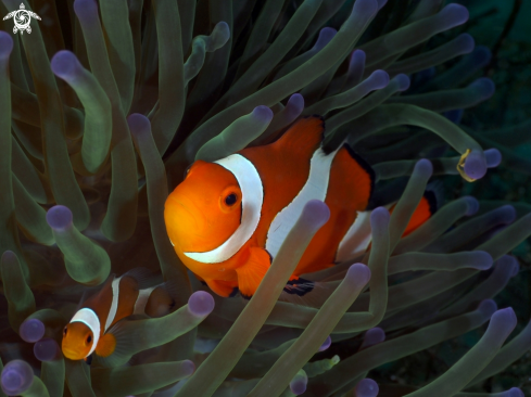 A Nemo