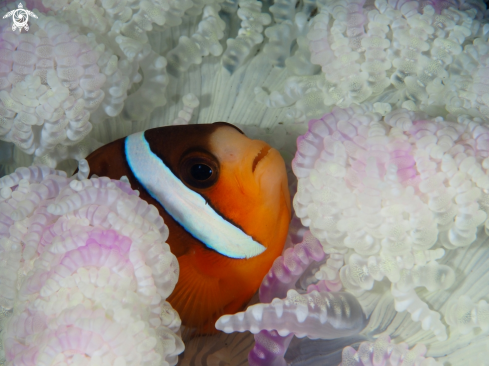 A Nemo