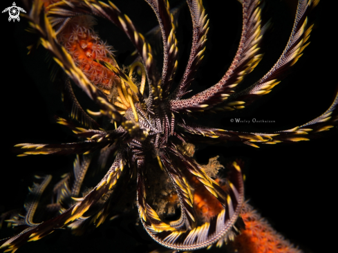 A Comatulida | Feather star