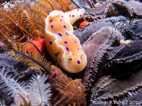 A Ink-spot Nudibranch