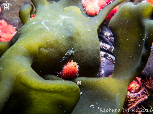 A Dendritic Nudibranch