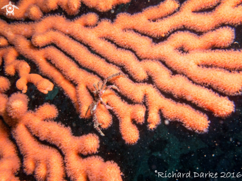 A Hotlips Spider Crab