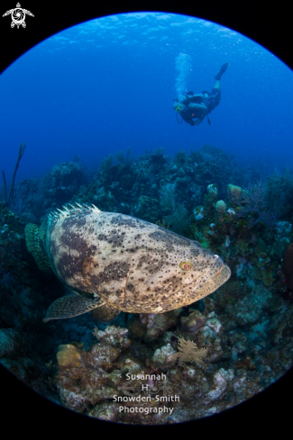 A Goliath Grouper