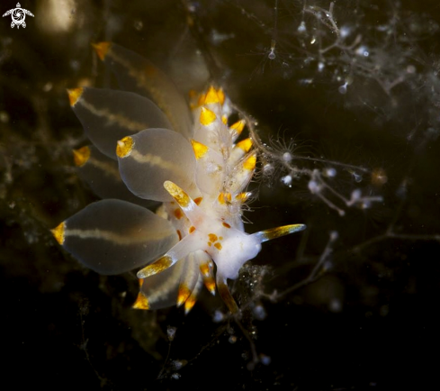 A Eubranchus farrani | Eubranchus farrani