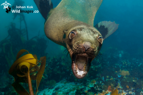 A Cape Fur Seal