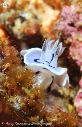 A Chromodoris willani