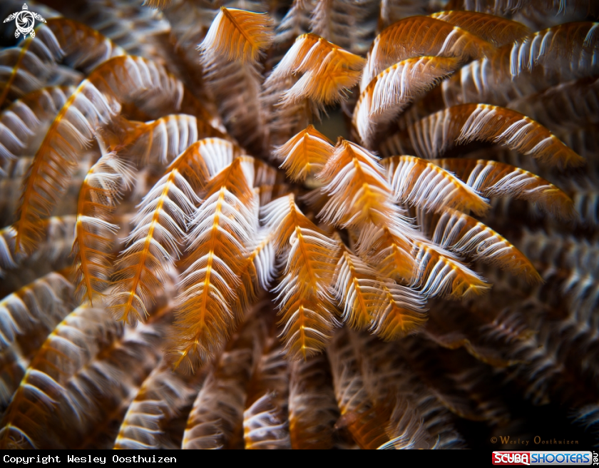A Feather Duster Worm