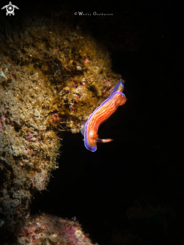 A Hypselodoris sp. | Nudibranch