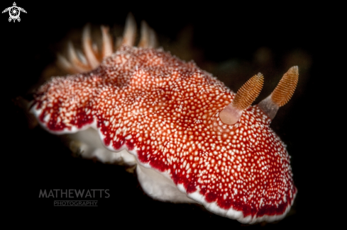 A Nudibranch