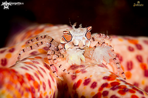 A boxer crab