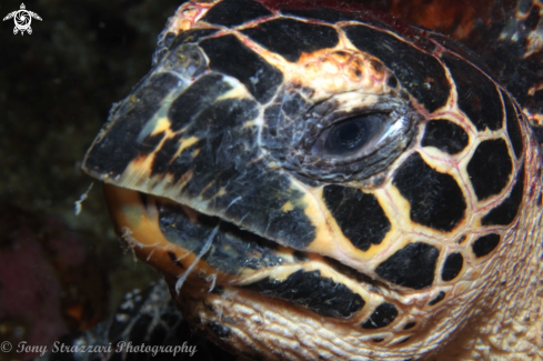 A Hawksbill Turtle