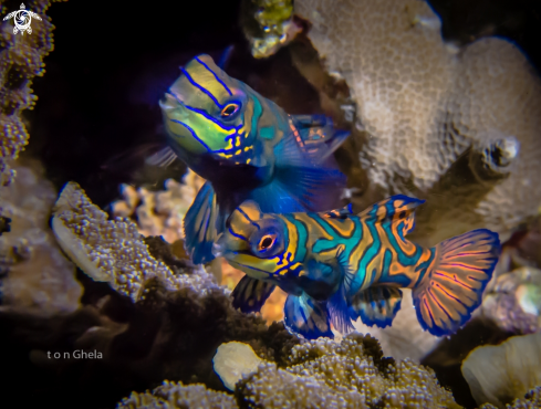 A Mandarin fish