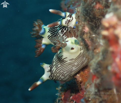 A  Nembrotha lineolata