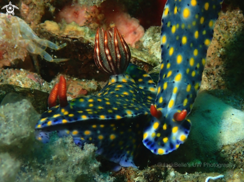 A Hypselodoris sp. 7