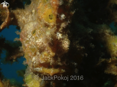 A Antennarius commerson | Giant Frogfish