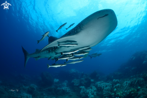 A Whale Shark