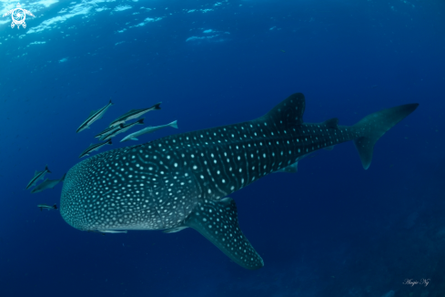 A Whale Shark