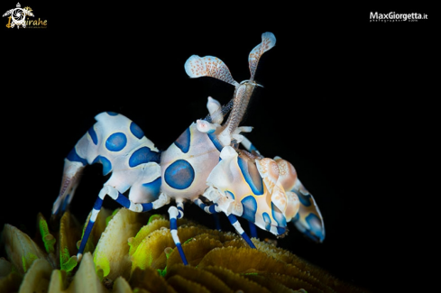 A Hymenocera picta | Arlequin shrimp