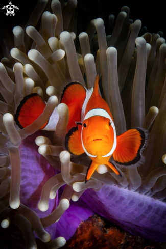 A Amphiprion ocellaris  | Amphiprion ocellaris 