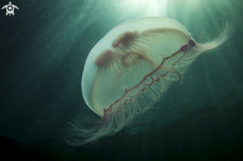 A Moon jelly