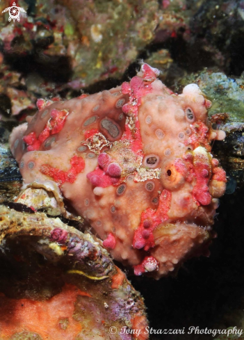 A Warty frogfish