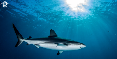 A caribbean reef shark