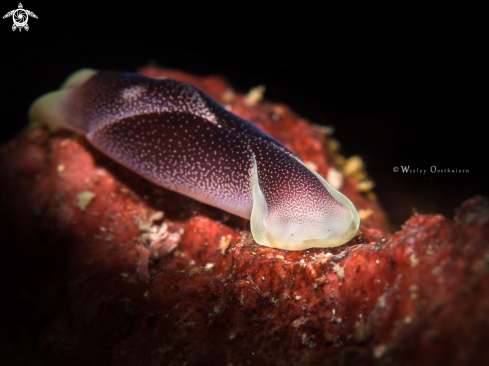 A Chelidonura amoena | Headshield slug