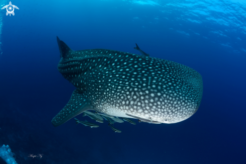 A Whale Shark