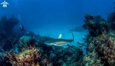 A Caribbean reef shark